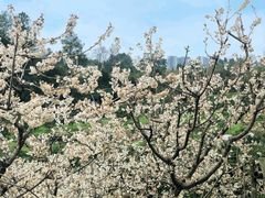 -樱桃山旅游景区