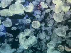 -江和美海洋公园