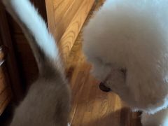 -中农国际动物医院24小时·猫科·骨科·急重症中心
