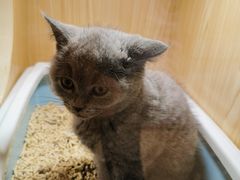 -屋虎猫馆(宝安大仟里店)