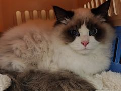 -瑞派康怡24h宠物医院·犬猫医疗中心·微创绝育(瑞景分院)