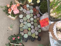 -金陵花卉交易市场