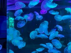 -泉城欧乐堡海洋极地世界