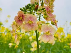 -中国天府农业博览园