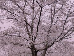 -顾村公园
