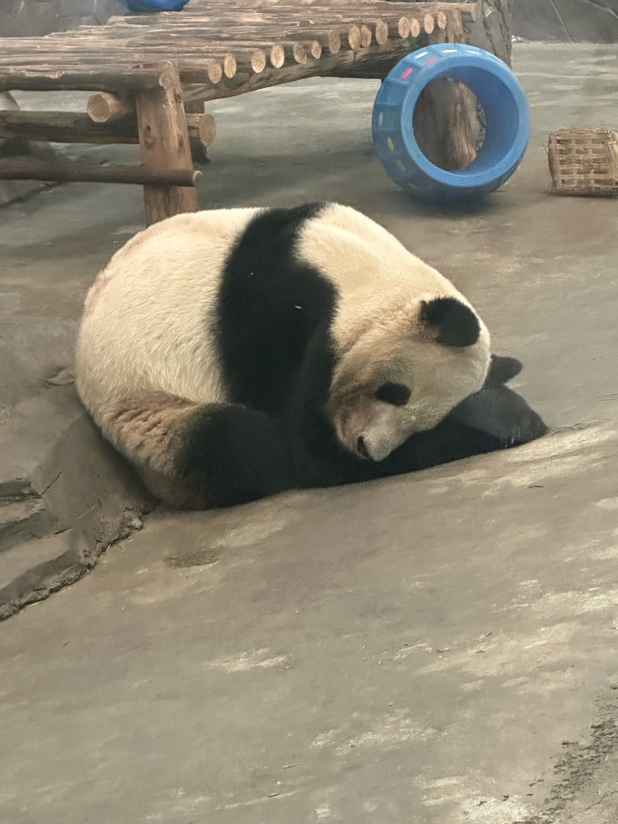 天天领红包浙江安吉竹博园,大熊猫真的太