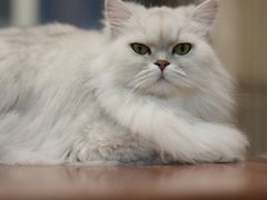 -纳吉亚猫专科动物诊疗中心(蒋宅口分院)