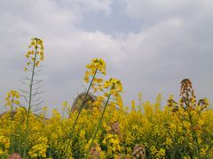 -中国天府农业博览园