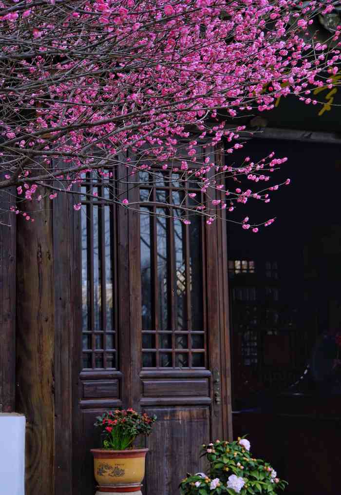 西溪梅墅-"感谢杭州政府,原价80的票疫情期间免费参."-大众点评移动版