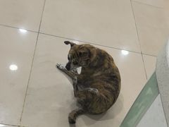 -佳雯宠物医院·皮肤科·内外科(春晓路分院)