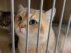 -爱洗澡的猫(望京店)