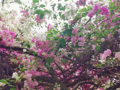 -深圳国际园林花卉博览园