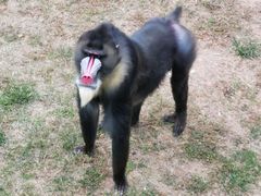 -西霞口神雕山野生动物世界