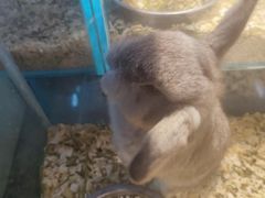 -青石桥花鸟鱼虫市场(叠翠城店)