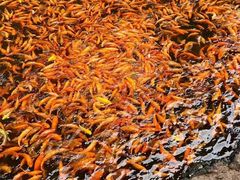 -楠溪江风景名胜区