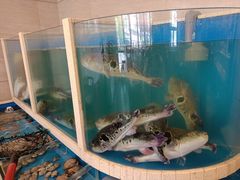 -天正河鲀·河豚亭(大连店)