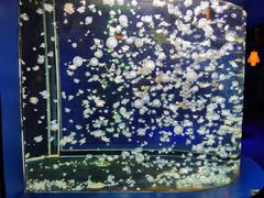 -太平洋海底世界