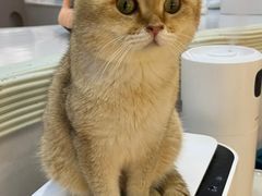 -COLOR PETS 撸猫馆·购猫·猫咖(长风大悦城店)