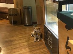 -柴务处·柴犬主题狗咖