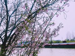-高东镇樱花园