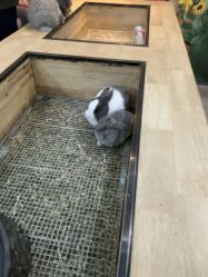 -神奇动物撸宠馆·羊驼·小浣熊·异宠(豫园店)