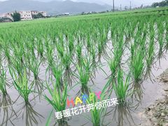-雄仔农家菜馆·特色葱油鸡(六祖店)