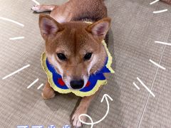 -逗柴咖啡屋·狗咖猫咖宠物桌游