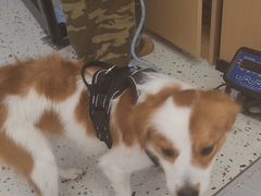 -瑞派康怡24h宠物医院·犬猫医疗中心·微创绝育(瑞景分院)