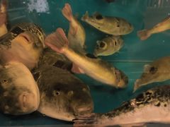 -天正河鲀·河豚亭(大连店)