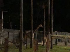 -清迈夜间动物园
