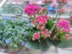 -双季花艺园艺市场(浦东店)