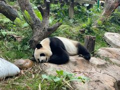 -广州长隆野生动物世界