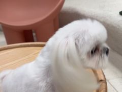 -帕帕拉兹宠物(亚洲旗舰店)