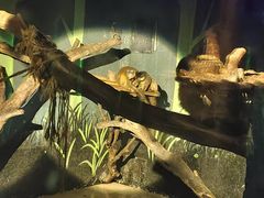 -广州长隆飞鸟乐园