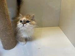 -十月米努特矮脚猫舍