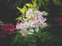 -上海滨江森林公园