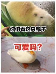 -七巧国萌宠乐园(龙湖天街店)