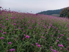 -径山花海