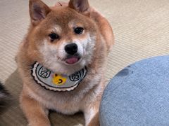 -逗柴咖啡屋·狗咖猫咖宠物桌游