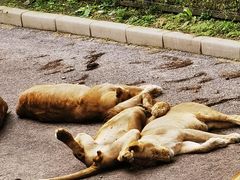 -大连森林动物园