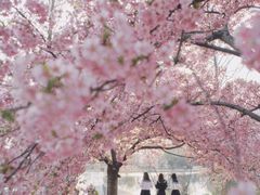 -上海辰山植物园