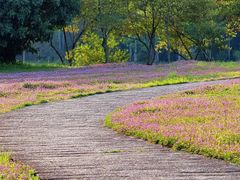 -福建鲤鱼洲酒店