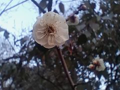 -洛阳市隋唐城遗址植物园