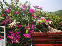 -芽庄珍珠岛游乐园