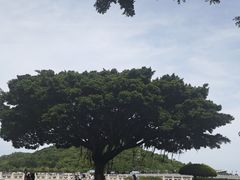 -野狸岛