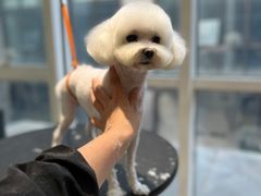 -爱宠屋pet shop·宠物洗澡·宠物美容