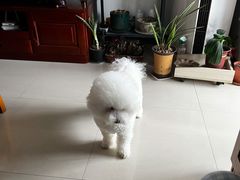 -瑞鹏宠物医院·爱宠堂(环西分院)