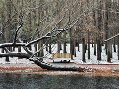 -上海共青森林公园