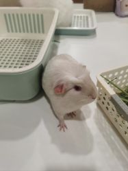 -Moni星球萌宠·小马宝莉·灵蛇·高端高阶全萌宠互动体验俱乐部(红豆国际广场店)