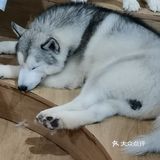 爱琴海购物公园の撸狗之旅